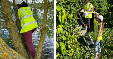 Researchers installing sensors on a green wall for an urban heat study