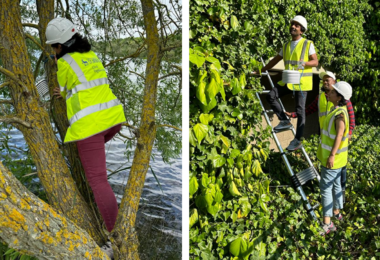 Researchers installing sensors on a green wall for an urban heat study
