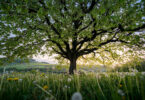 View looking up beneath a neatly shaped spring tree in a green meadow