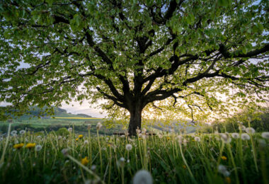 View looking up beneath a neatly shaped spring tree in a green meadow