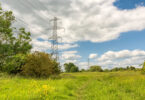 Electricity pylons beside buttercup flowers.