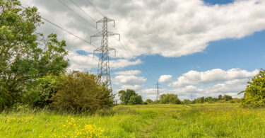 Electricity pylons beside buttercup flowers.