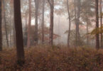 Panoramic view of a foggy autumn forest with colorful fall foliage stretching across the rolling landscape.