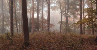 Panoramic view of a foggy autumn forest with colorful fall foliage stretching across the rolling landscape.