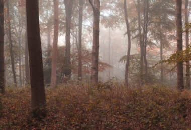 Panoramic view of a foggy autumn forest with colorful fall foliage stretching across the rolling landscape.