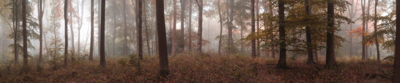 Panoramic view of a foggy autumn forest with colorful fall foliage stretching across the rolling landscape.