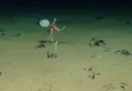 Orange brittle star-like marine organism above the sediment-covered deep-sea floor, with other small organisms nearby