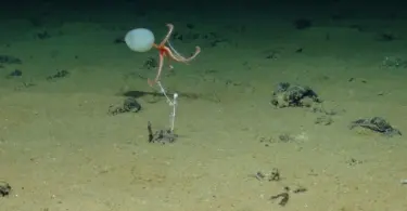 Orange brittle star-like marine organism above the sediment-covered deep-sea floor, with other small organisms nearby