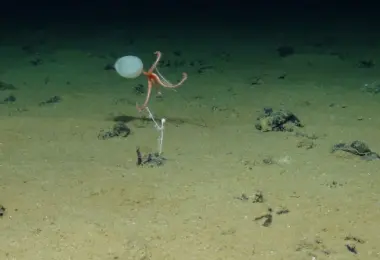 Orange brittle star-like marine organism above the sediment-covered deep-sea floor, with other small organisms nearby