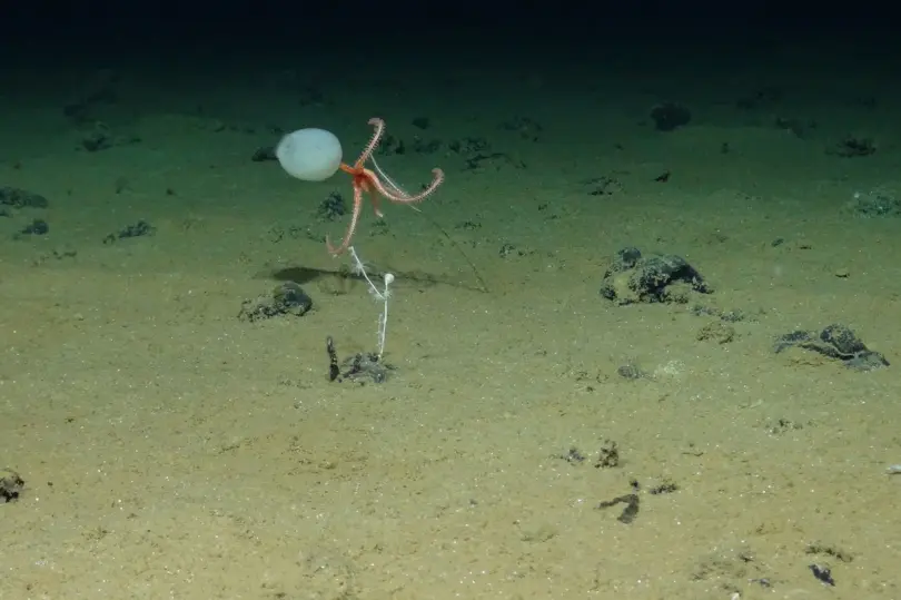 Orange brittle star-like marine organism above the sediment-covered deep-sea floor, with other small organisms nearby